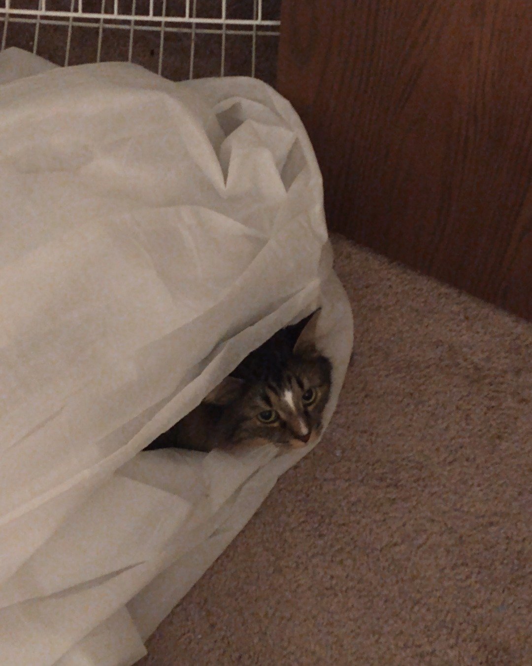 Jordan. Cat, Kitten, Blanket