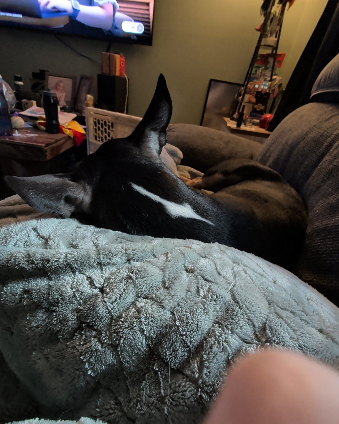 Apache the bull terrier. Couch, Furniture, Architecture, Building, Indoors, Living Room
