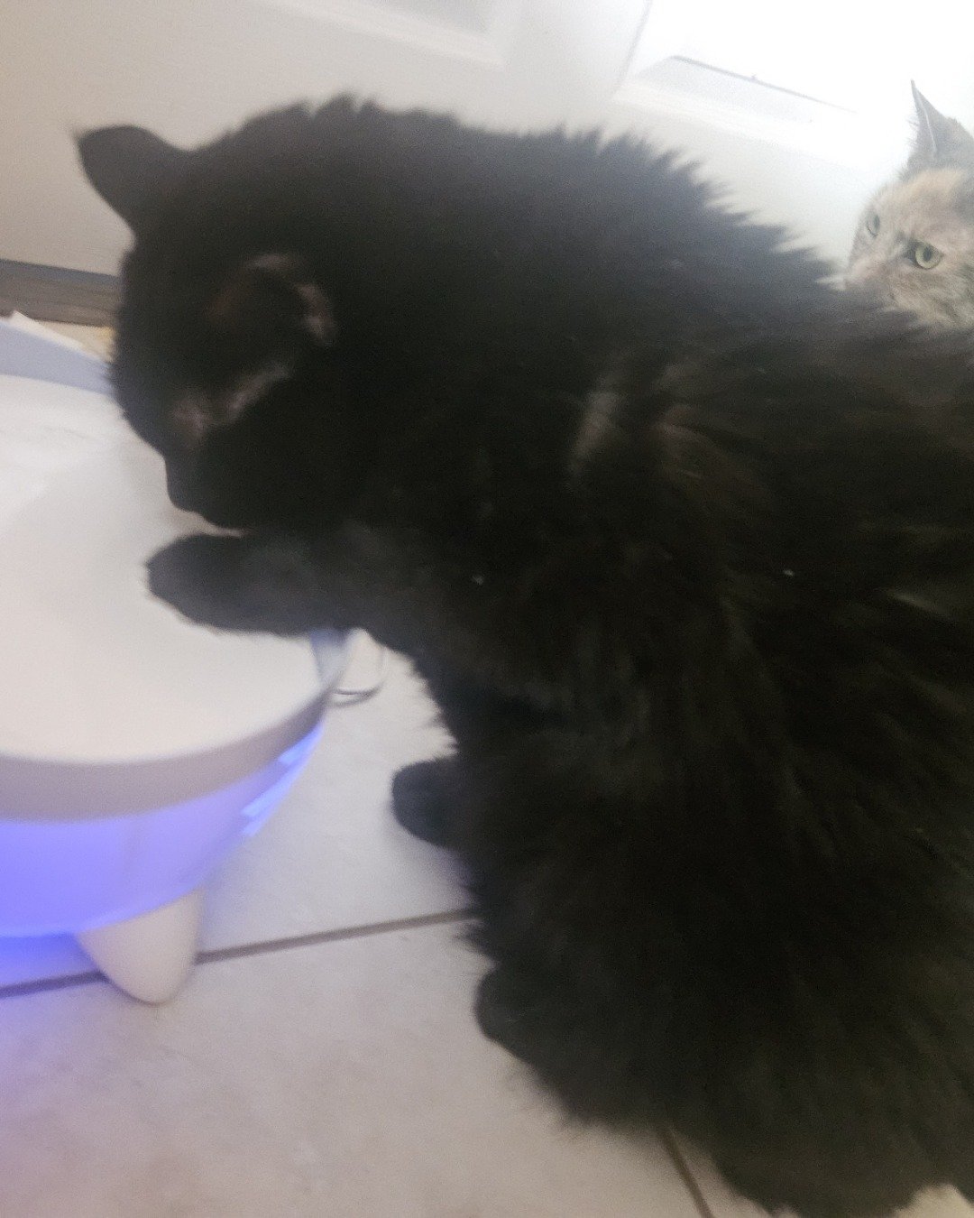 Wander the an ass. Cat, Indoors