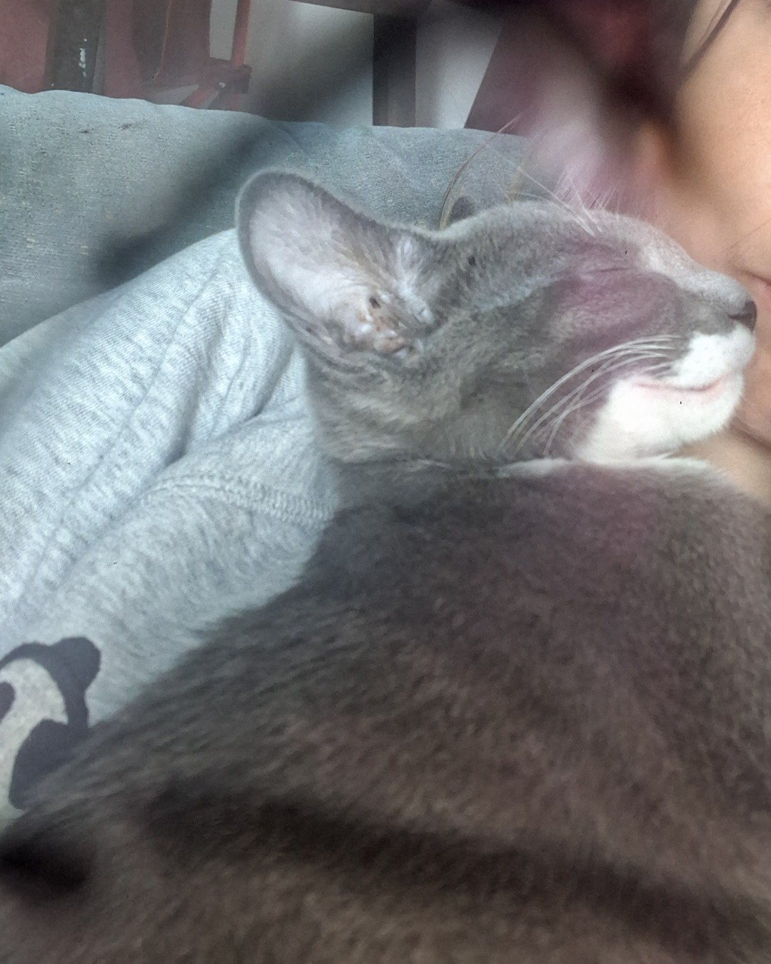 ash the grey tabby and tuxedo mix. Person, Sleeping, Cat, Abyssinian, Blanket