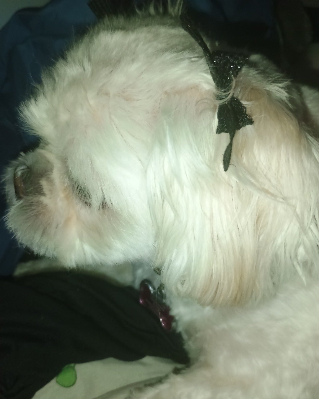 Chloe the Shi Tzu. Dog, Puppy