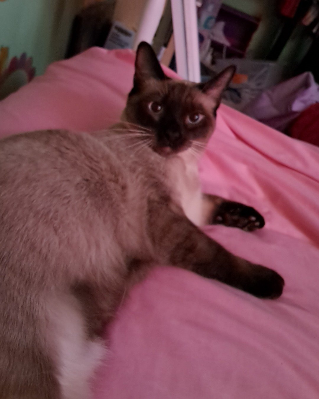 stub tail Stella🙃😎 (twin of Luna) the Siamese. Cat, Siamese