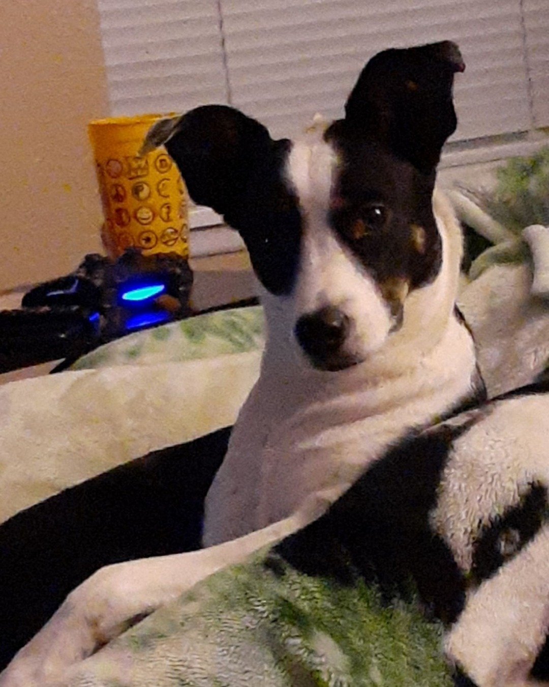 Midi the Aussie/ Blue Heeler. Dog, Puppy, Couch, Furniture, Ball, Sport