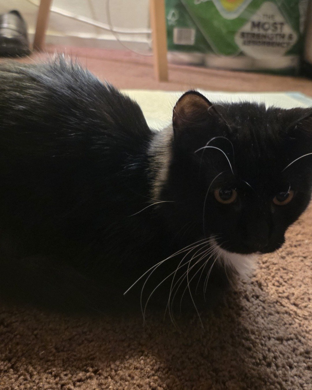 Andy. Cat, Manx, Black Cat