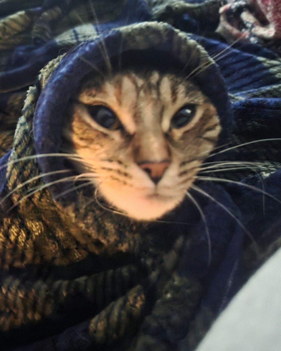 Nugget the tabby. Person, Blanket, Cat, Clothing, Coat, Jacket