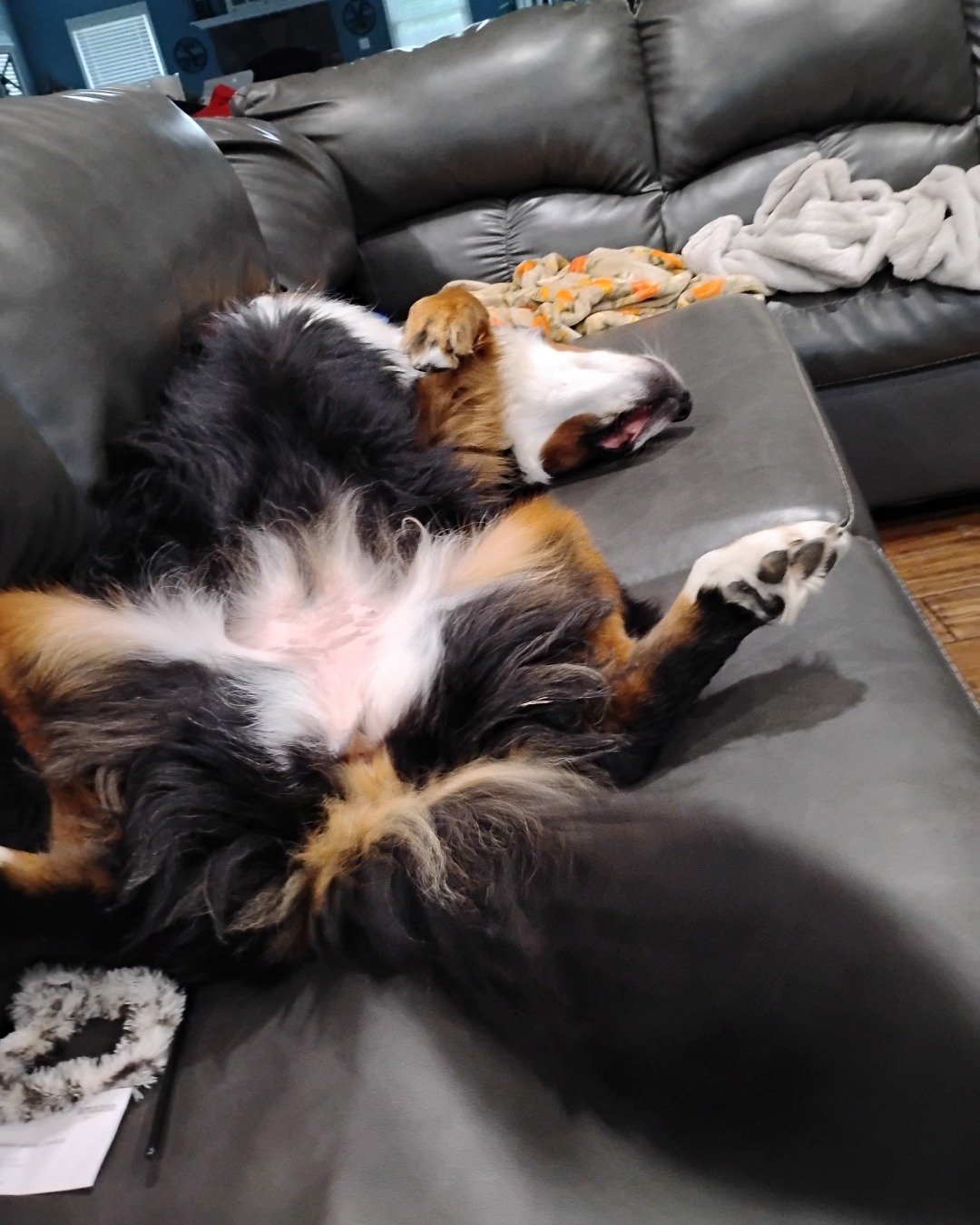 Diva the Bernese mountain Dog. Couch, Furniture, Dog, Puppy, Person, Sleeping
