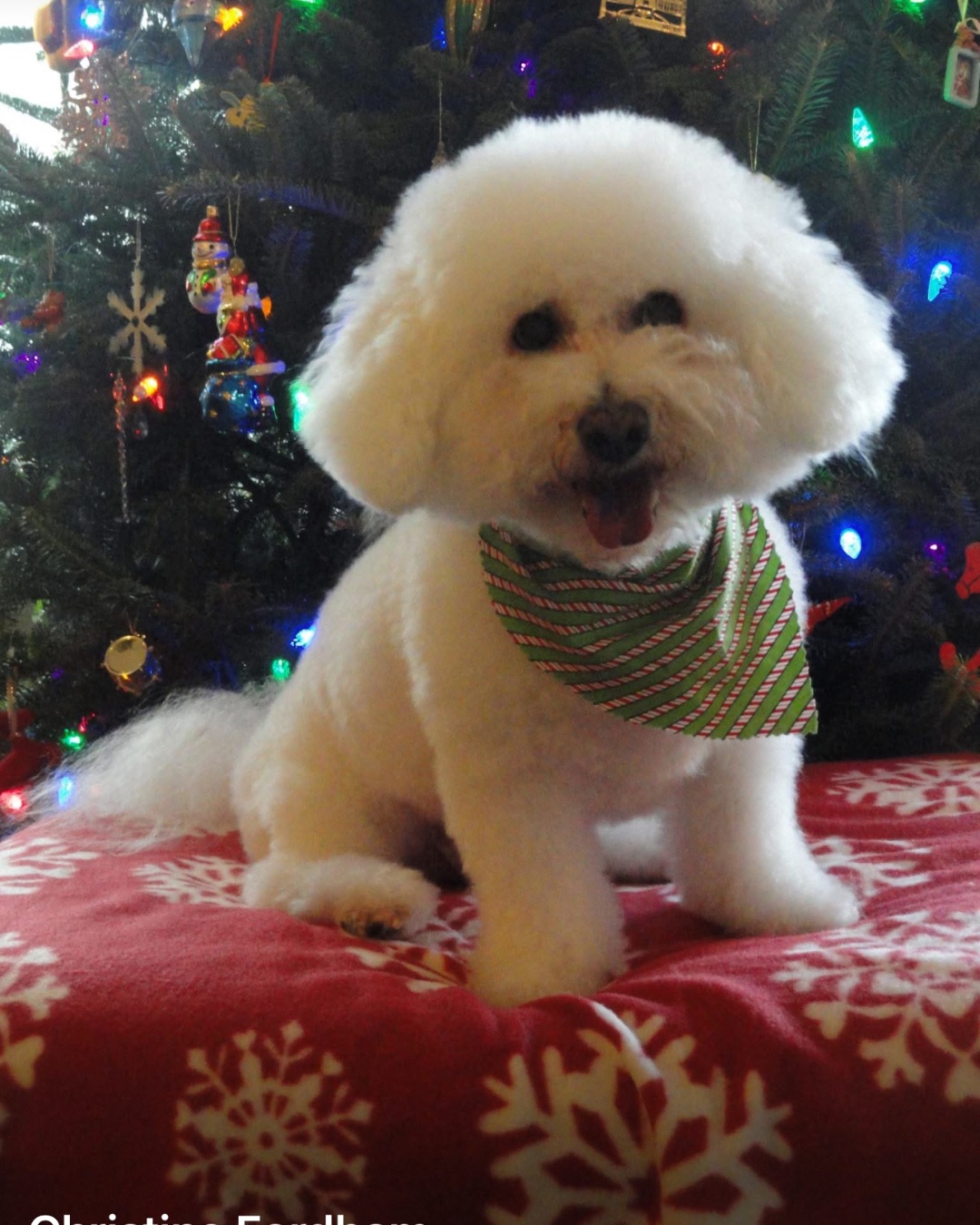 Myles the Bichon Frise