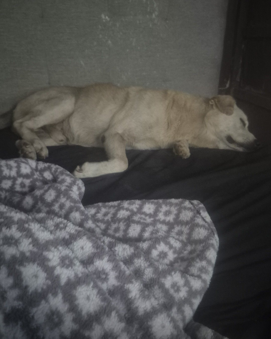 butterscotch the mutt. Blanket, Dog, Puppy, Couch, Furniture, Person