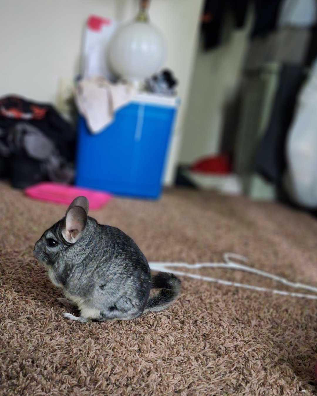 Chimmichanga the Chinchilla. Rodent, Rat, Chinchilla