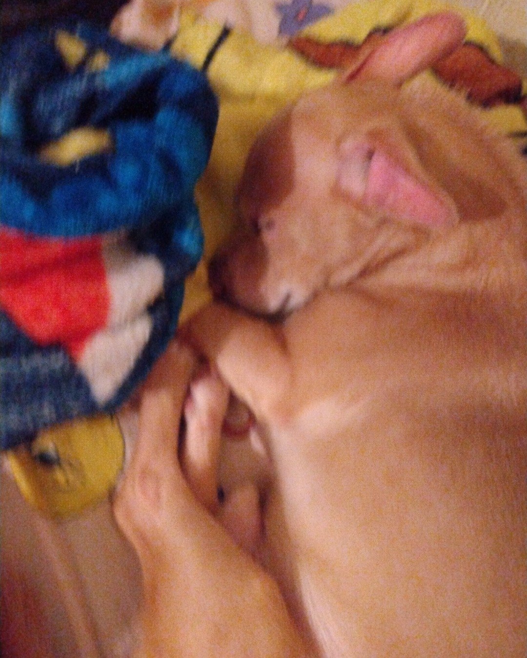 Sammy. Dog, Puppy, Person, Sleeping, Baby, Blanket