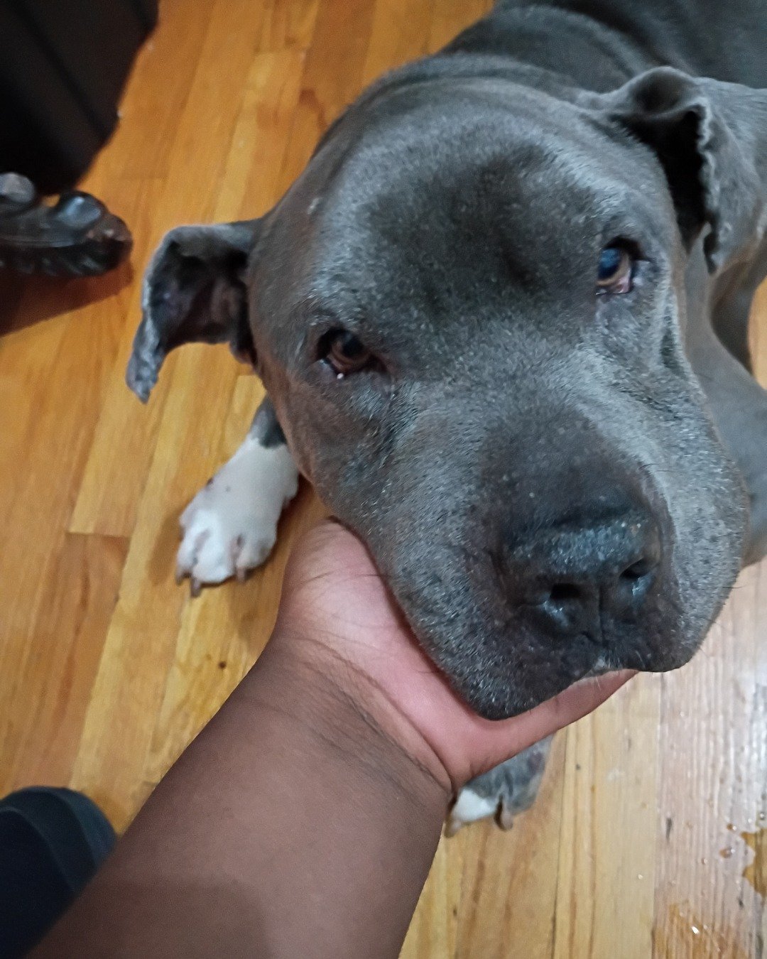 blue the a blue nose. Wood, Dog, Floor, Hardwood, Bulldog, Pitbull