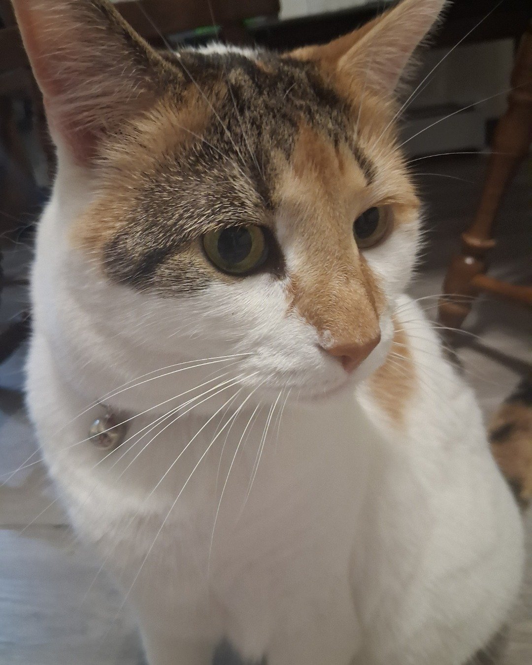 Callie the Calico maincoon. Cat, Abyssinian, Kitten