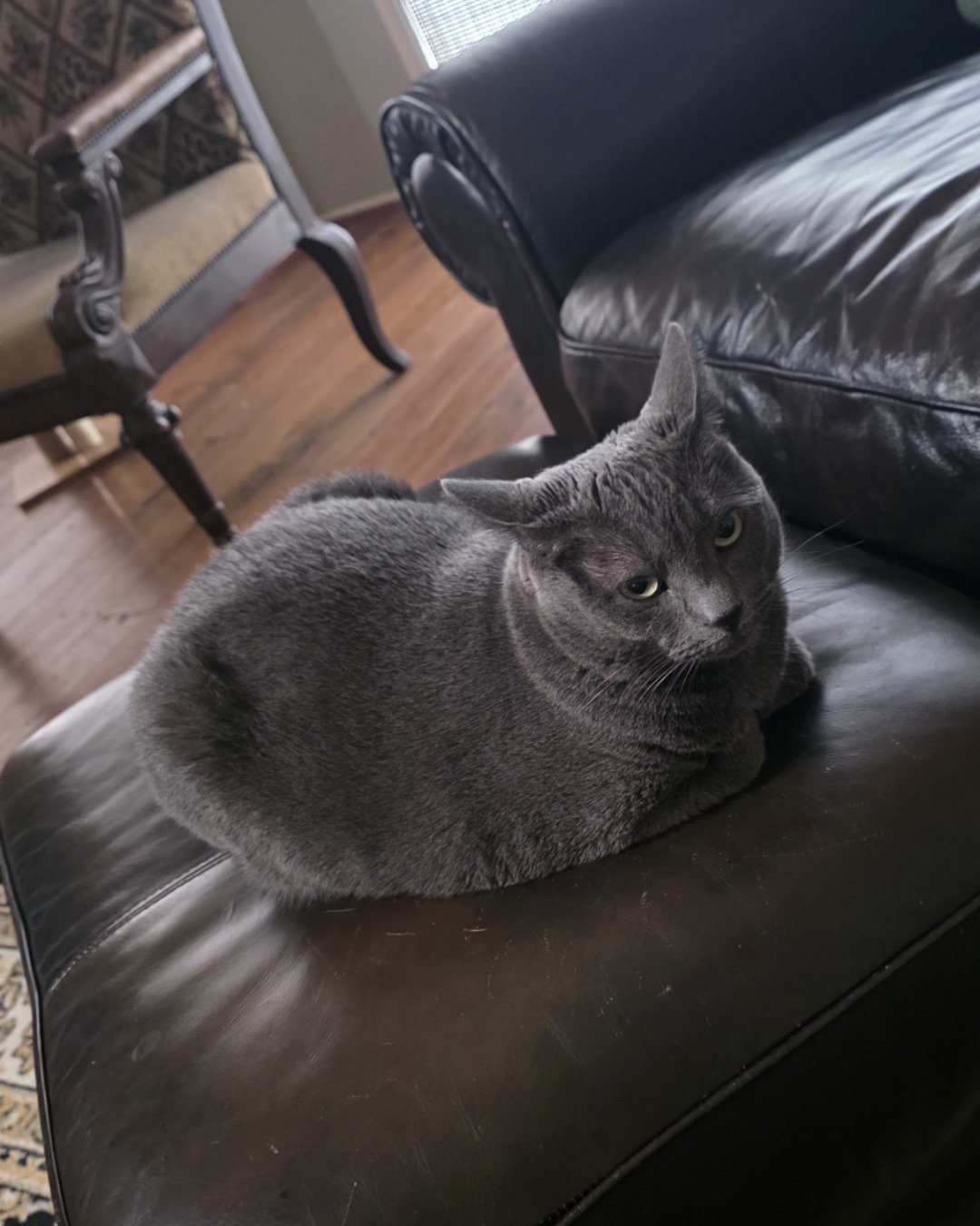 Cotton the Korat. Furniture, Cat, Chair, Couch