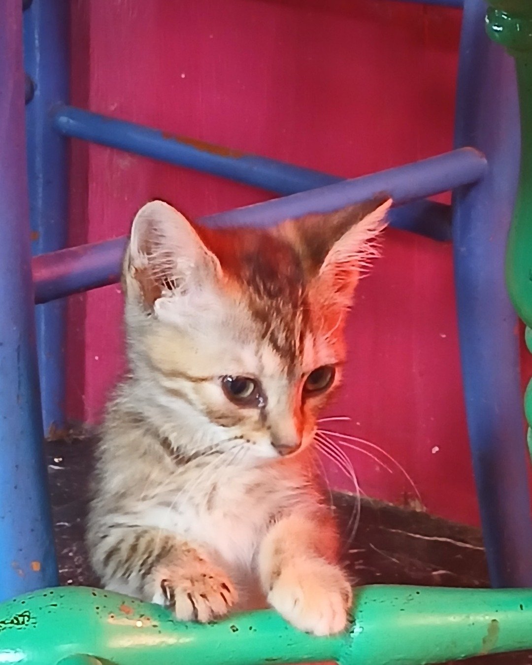 willow the tabby. Cat, Kitten