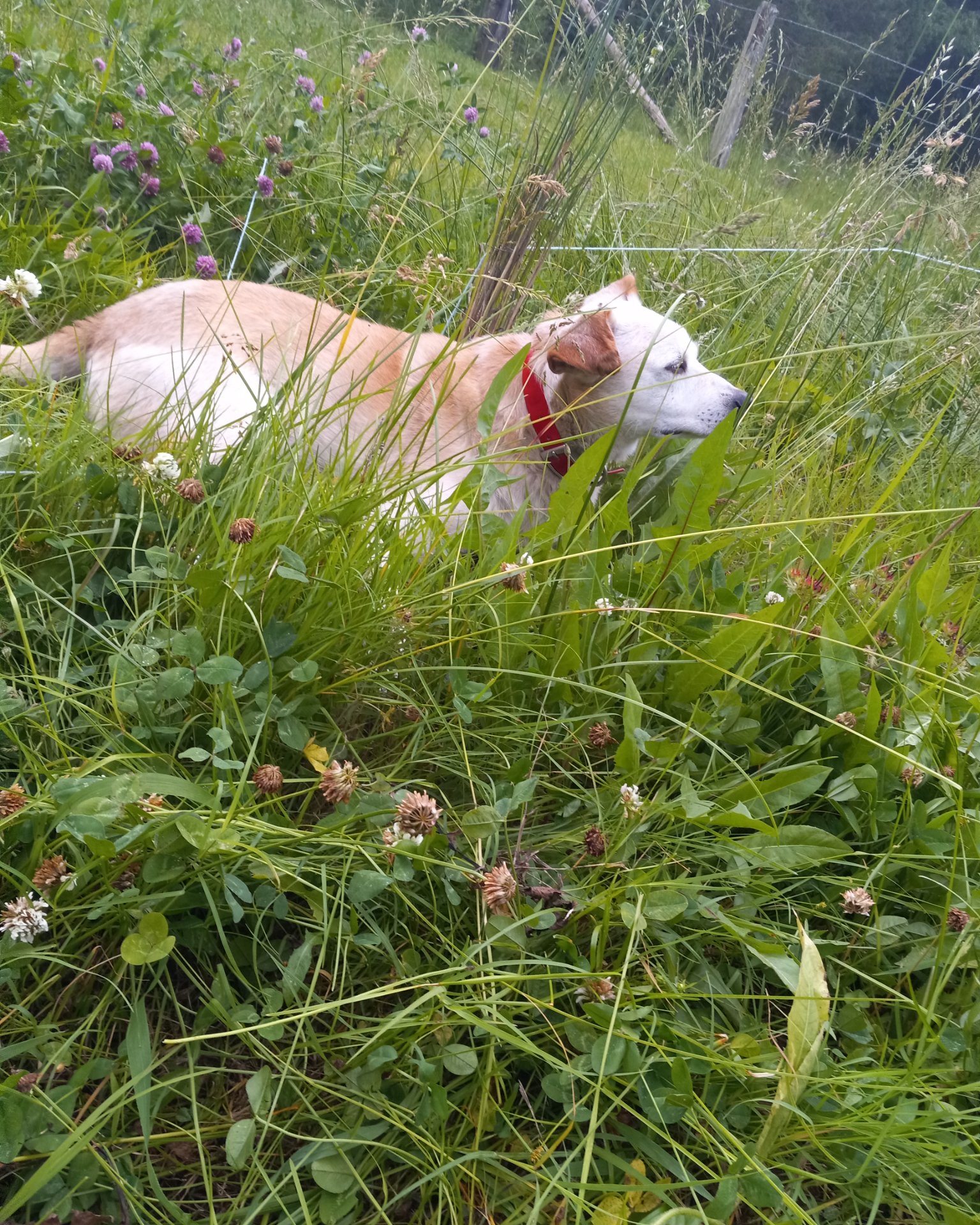 butterscotch the mutt. Grass, Plant, Green, Field, Grassland, Nature