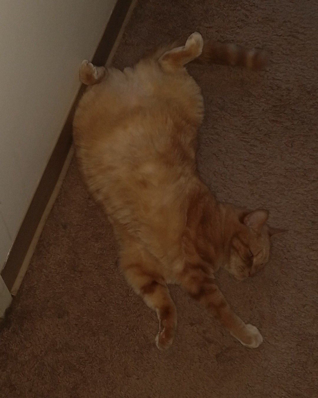 Harley the Orange Floof. Cat, Manx