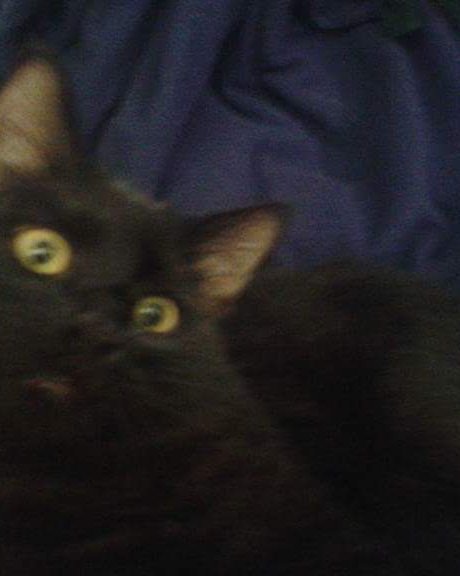 Sylvester the Unsure. Cat, Black Cat