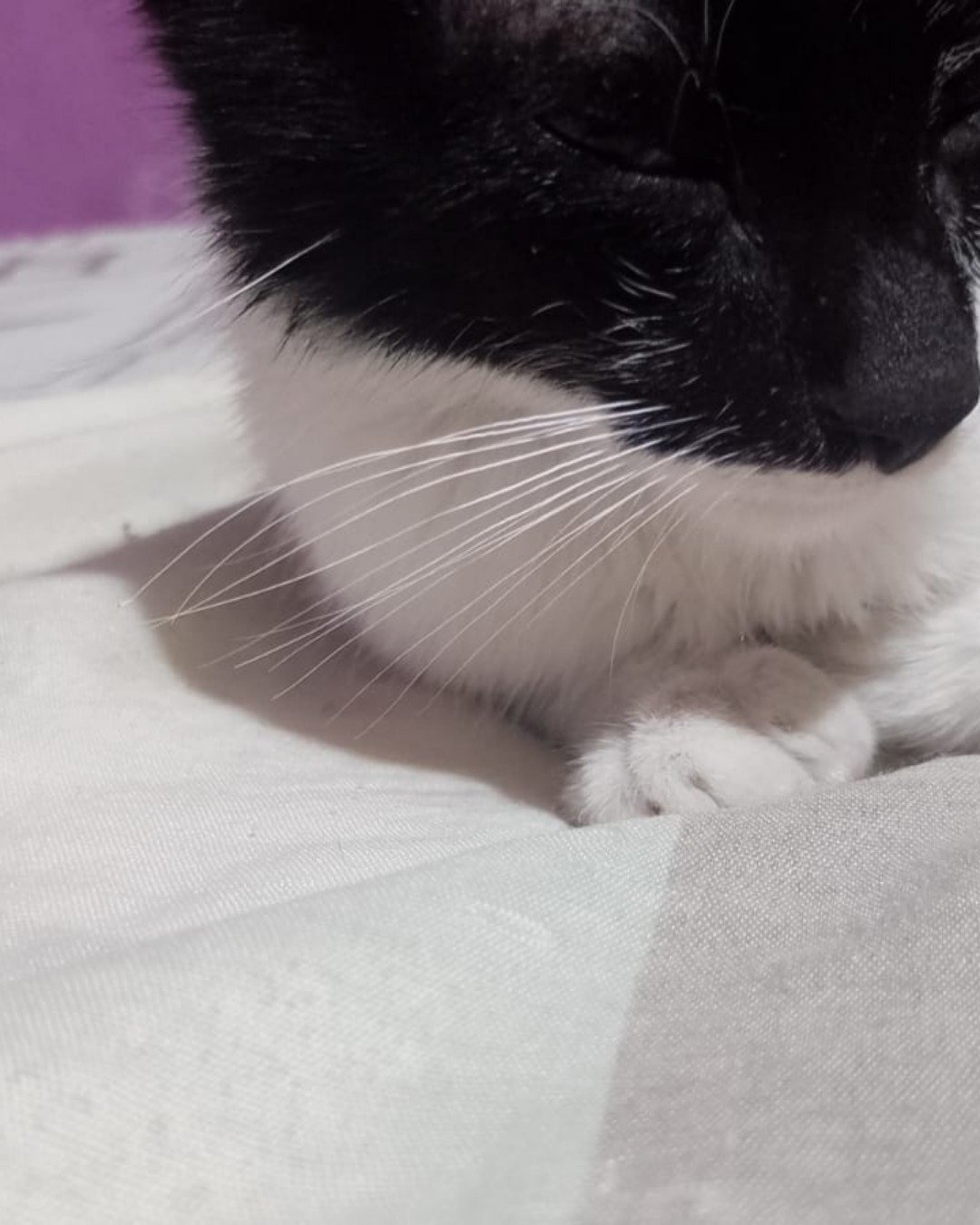 Silvestre. Cat, Kitten