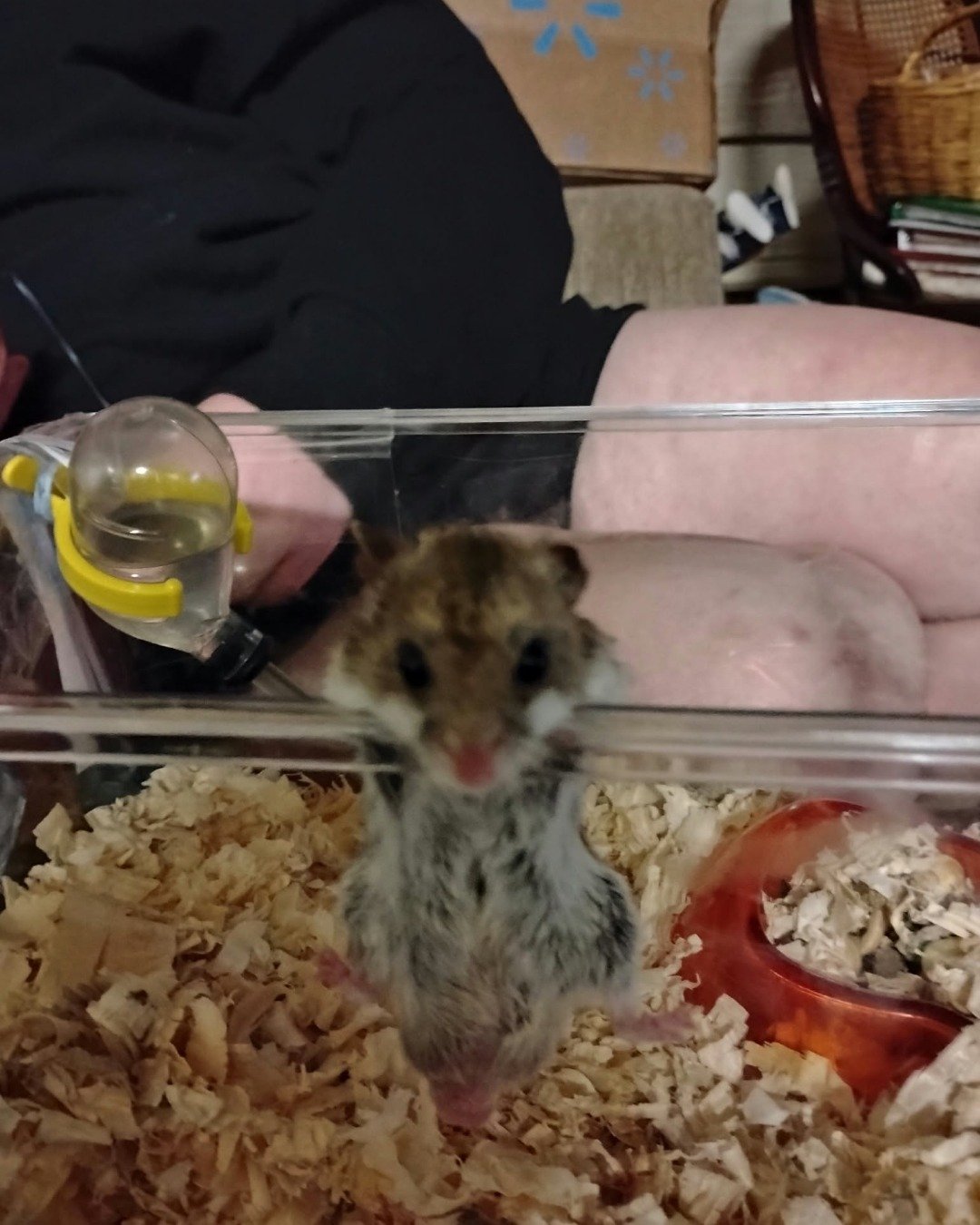 sam the cambell dwarf hamster. Rodent, Rat, Hamster