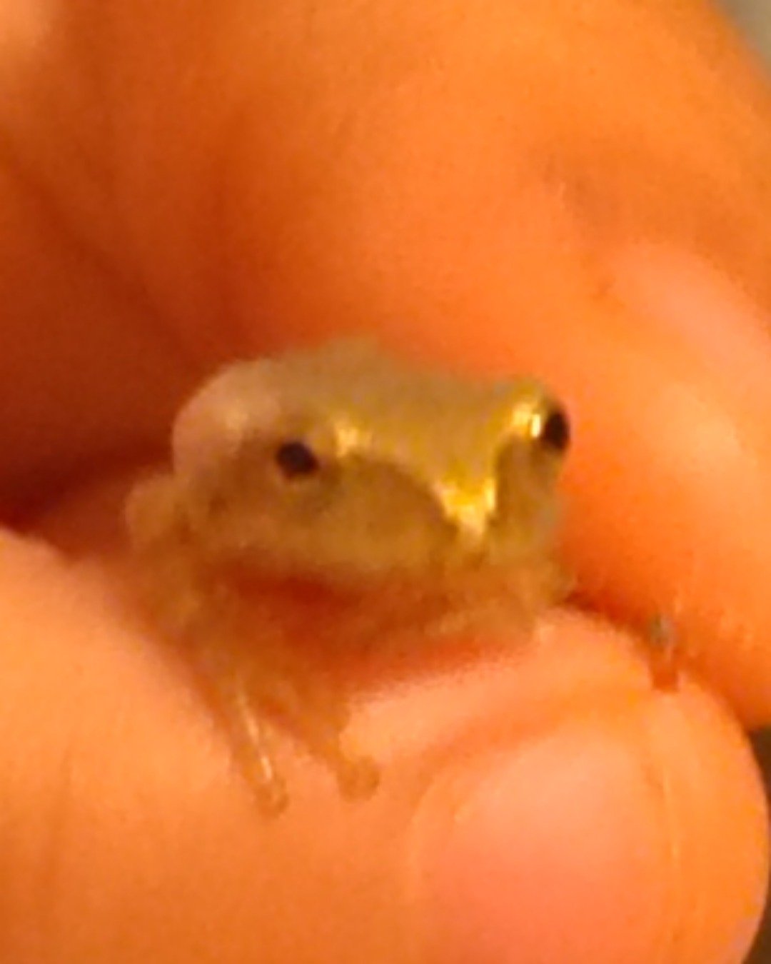 midnight. Amphibian, Frog, Baby, Person