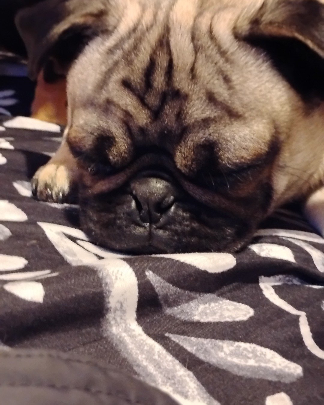 chwy the pug. Dog, Pug, Puppy