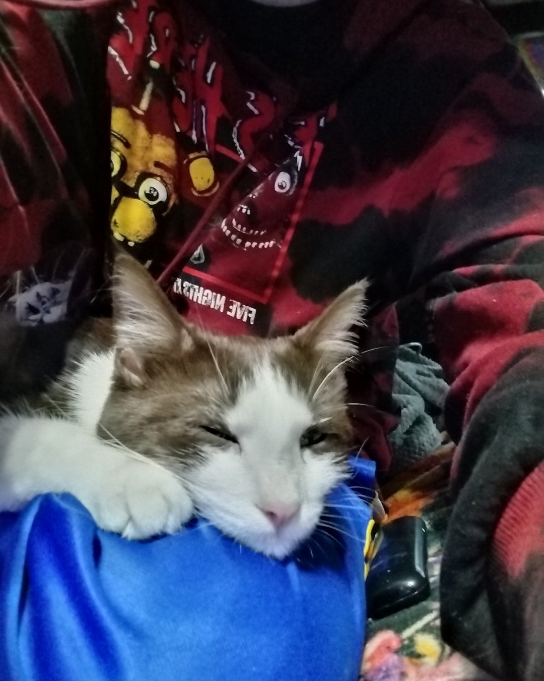 Jersey. Cat, Person, Sleeping, Blanket, Kitten