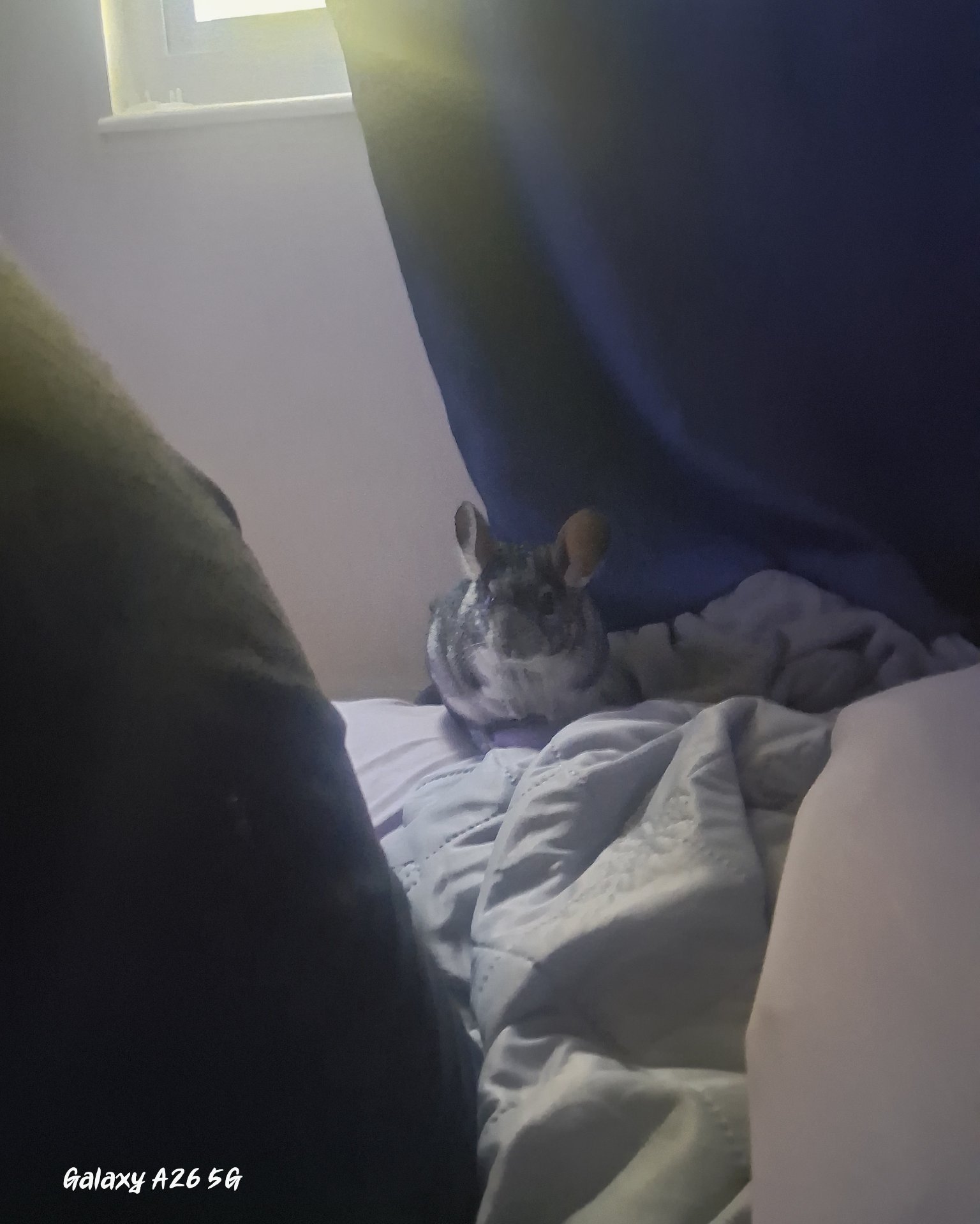 Chimmichanga the Chinchilla. Rodent, Rat, Chinchilla