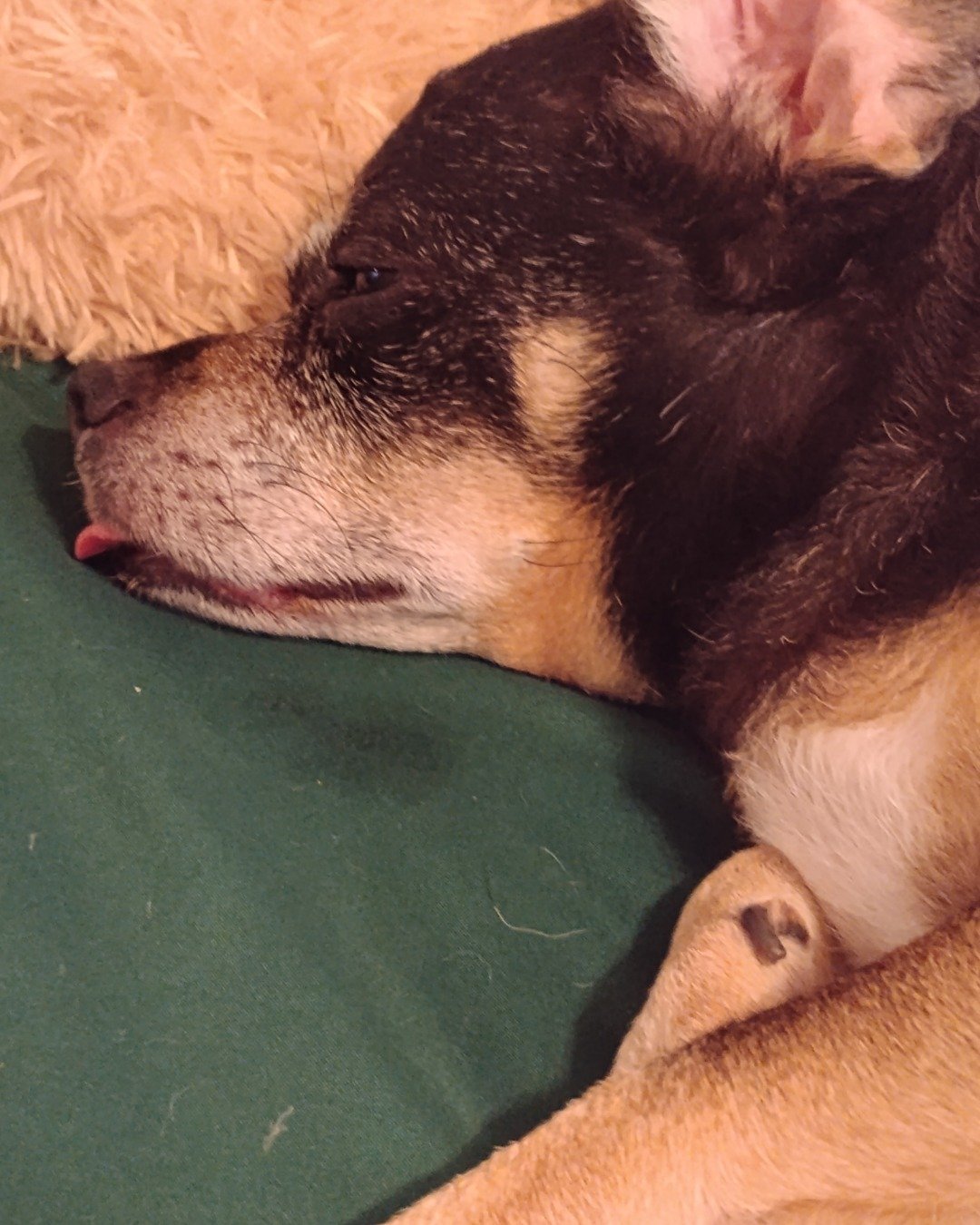 paco the wiener dog. Dog, Puppy, Hound, Person, Sleeping, Husky