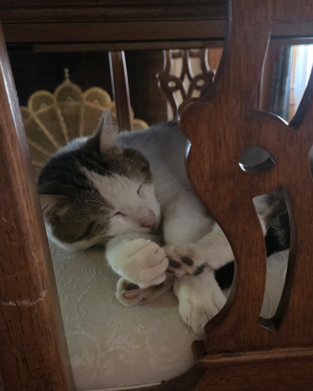 Rascal the Orange Domestic Longhair. Wood, Furniture, Hardwood, Cat, Kitten, Chair