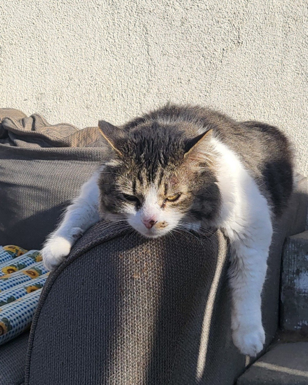 Farley Fart the tabby. Couch, Furniture, Cat, Chair, Cushion, Home Decor