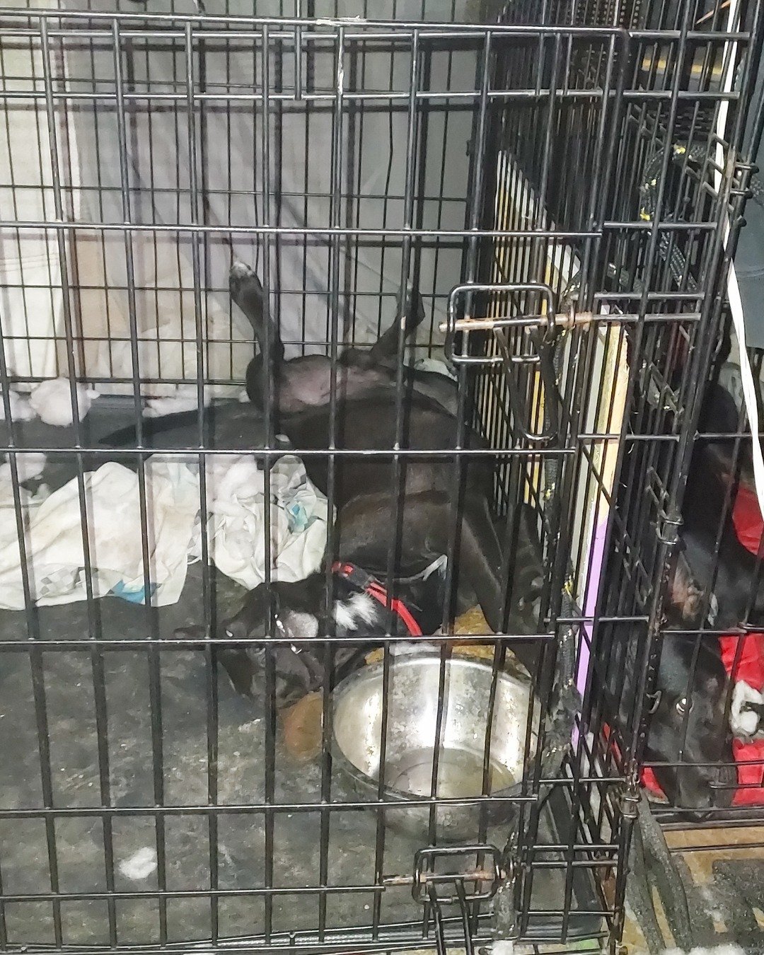Meeko&Chabon the pit blue pugwennie