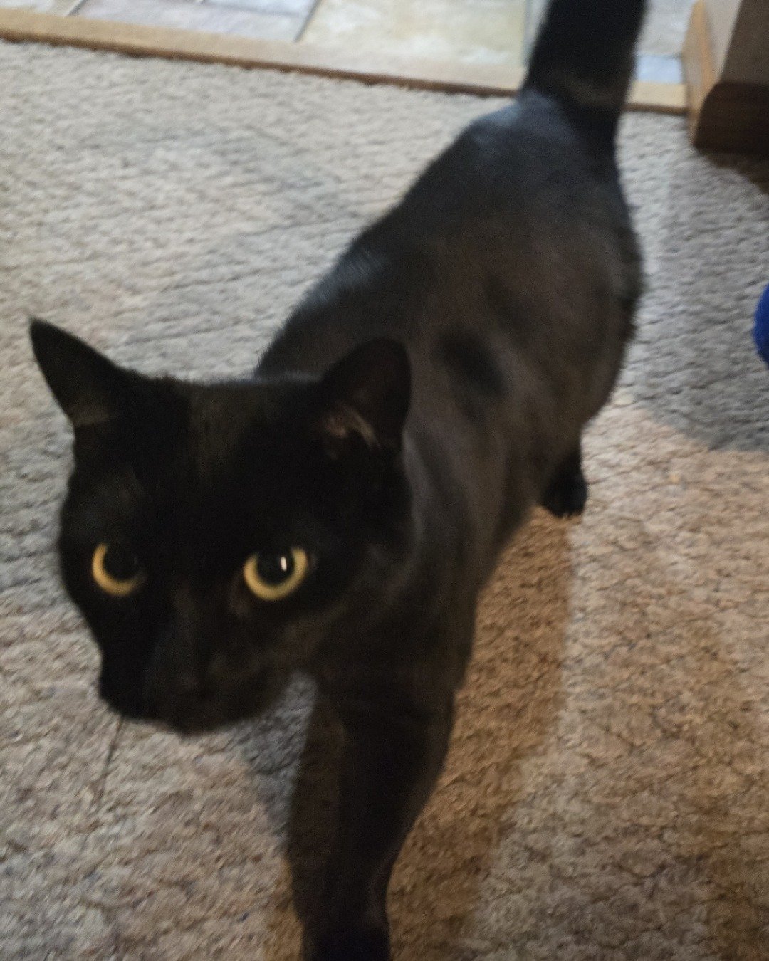 Balerion. Cat, Black Cat