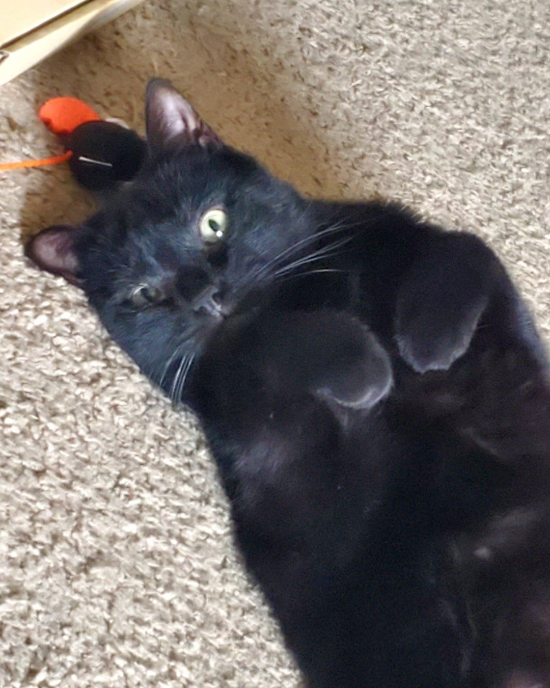 Whiskey. Cat, Black Cat
