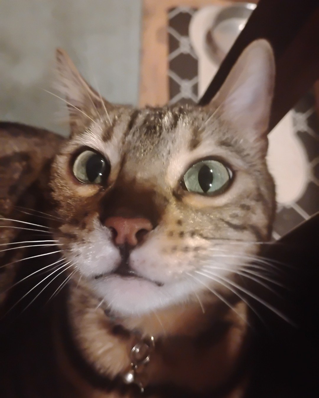 Chester. Abyssinian, Cat