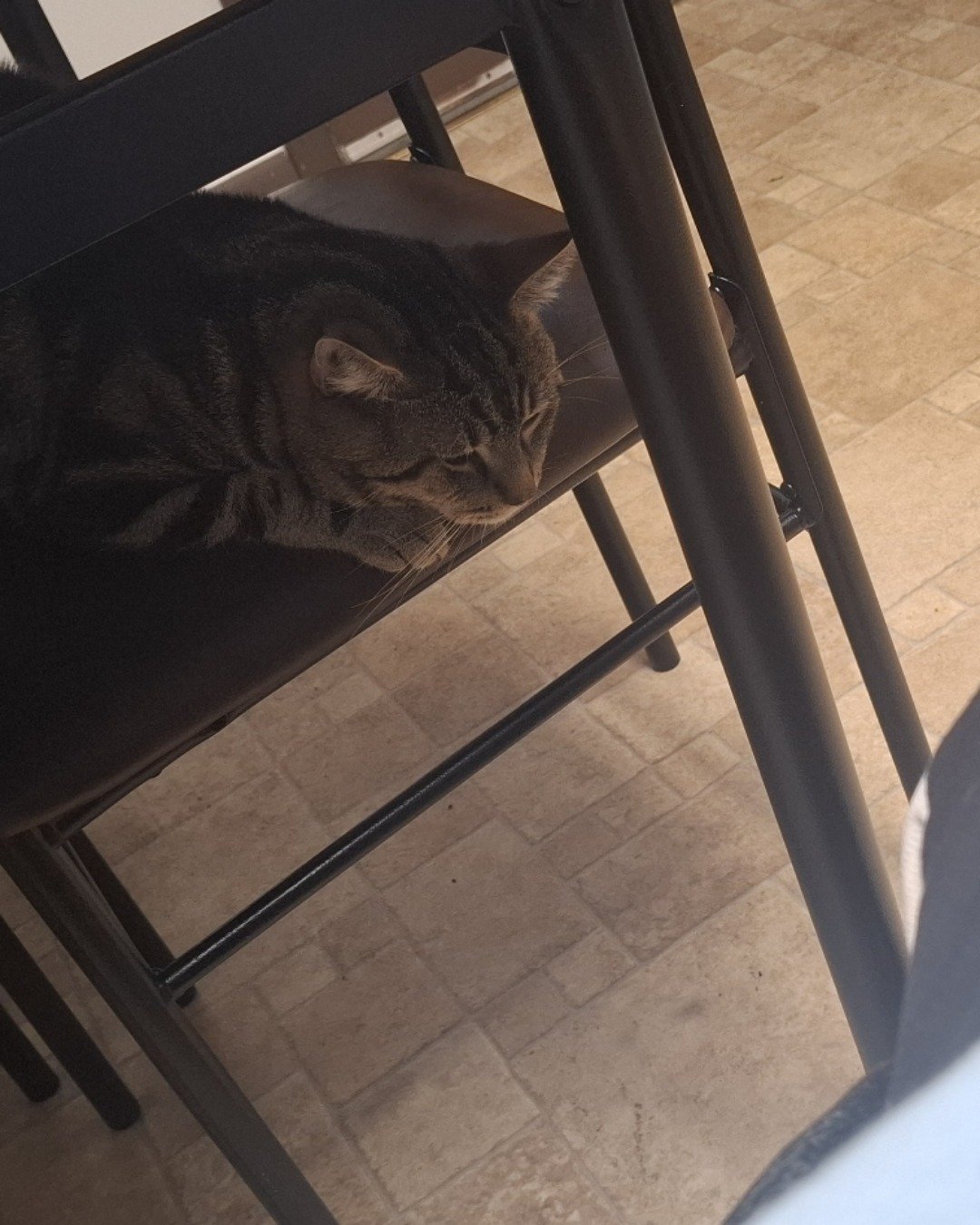 Hermes the taby. Floor, Furniture, Chair, Cat, Flooring