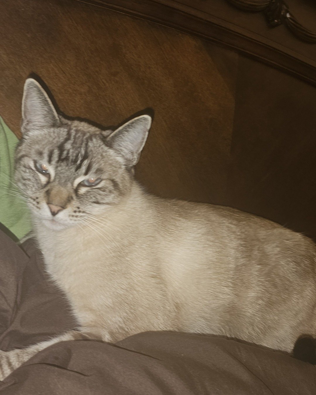 Taro the Siamese/Tabby.. Cat, Siamese