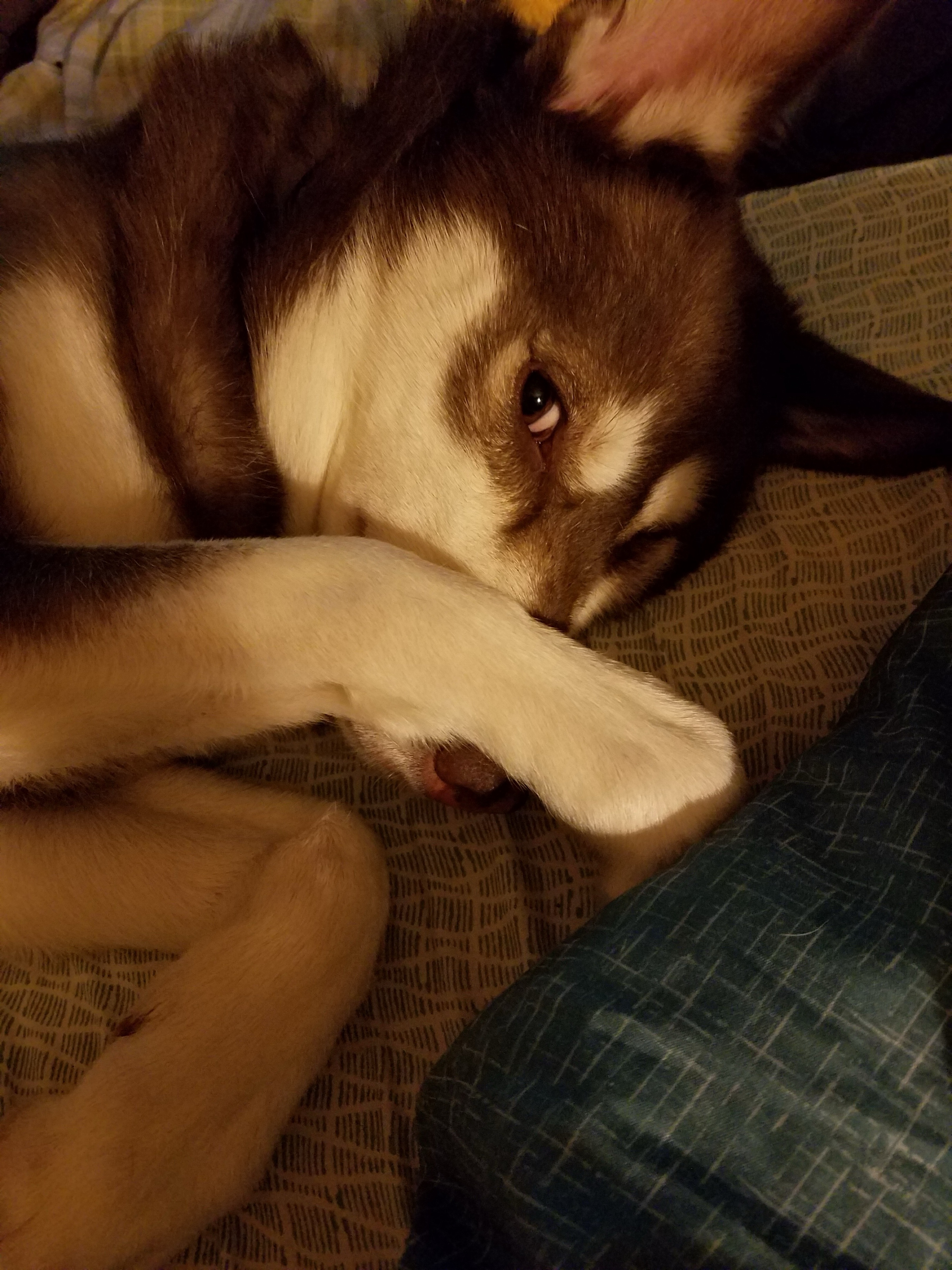 Nala the Siberian Husky