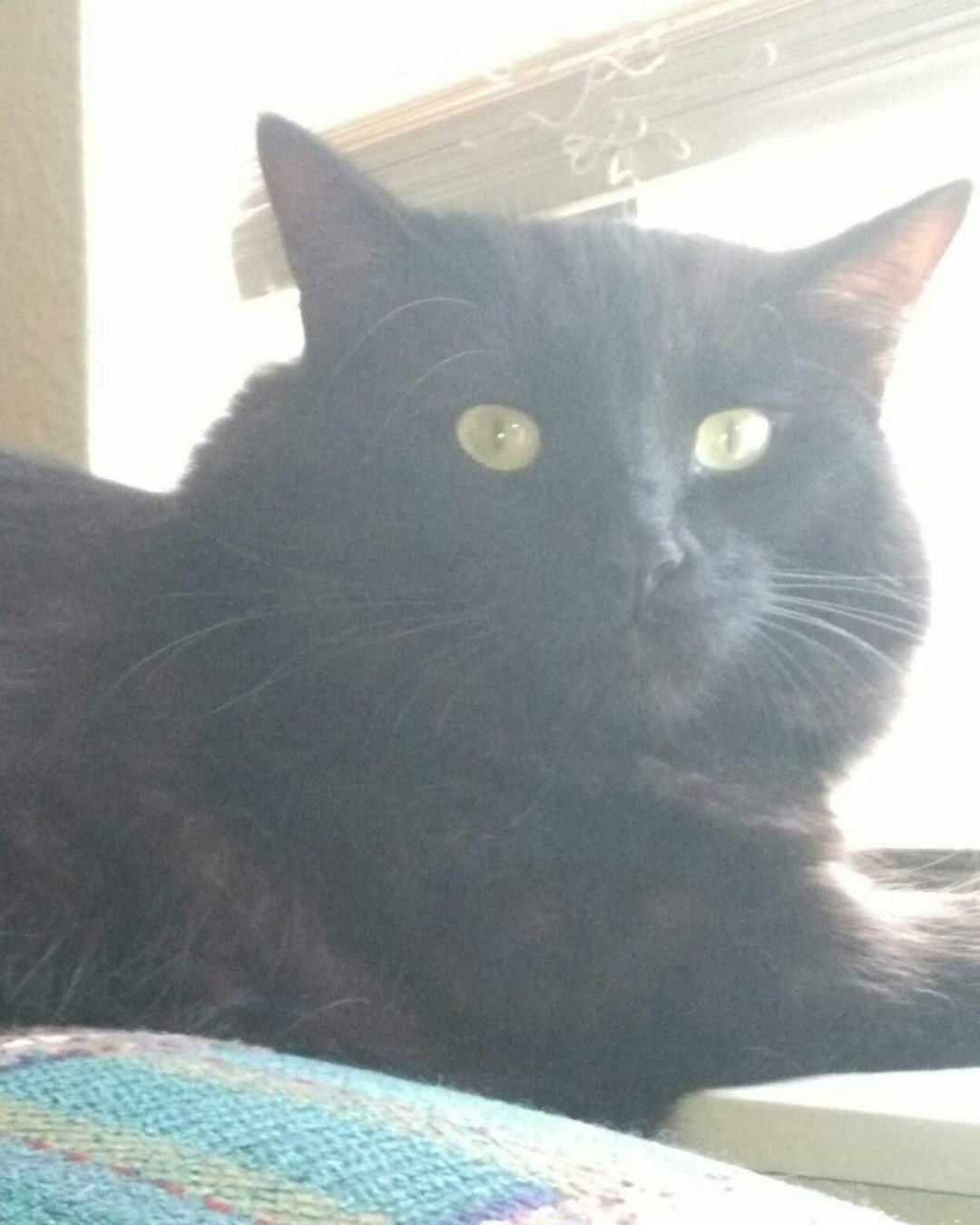 Sylvester the Unsure. Cat, Black Cat