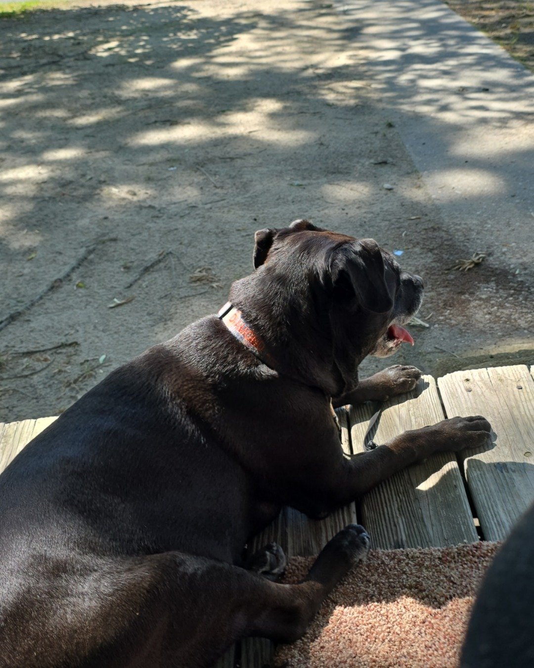 Diamond the Pitbull mix. Dog, Puppy, Boxer, Bulldog, Path