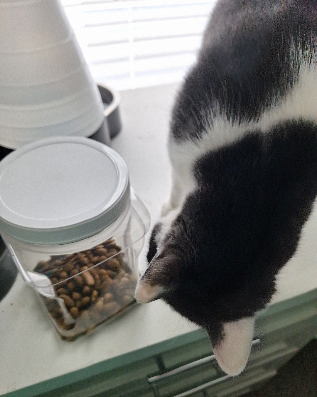 Cloudfur the American Shorthair. Jar, Cat