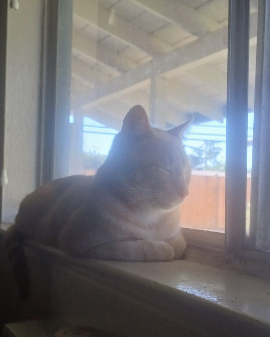 Nacho. Window, Cat, Windowsill