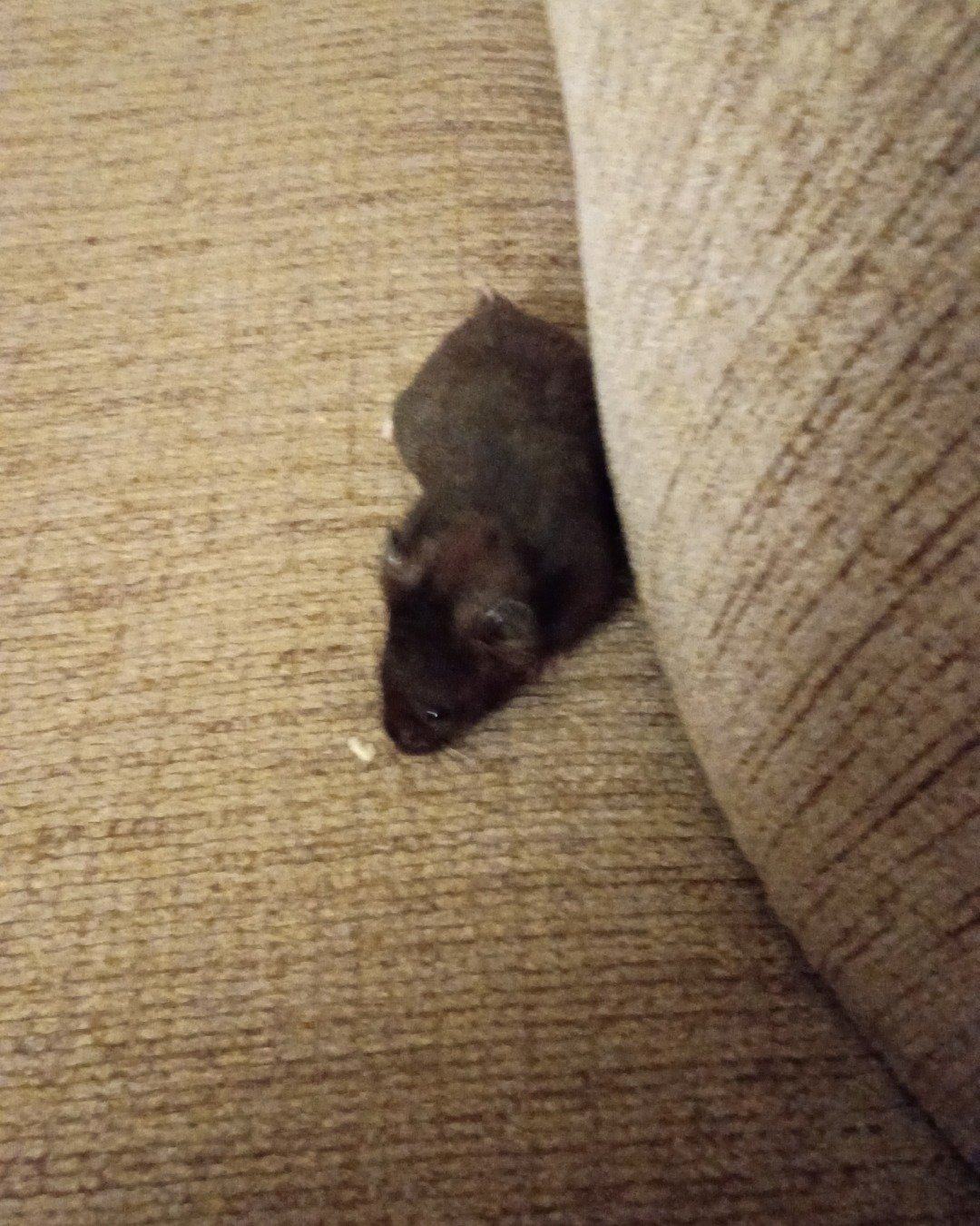dean the black bear hamster. Rat, Rodent