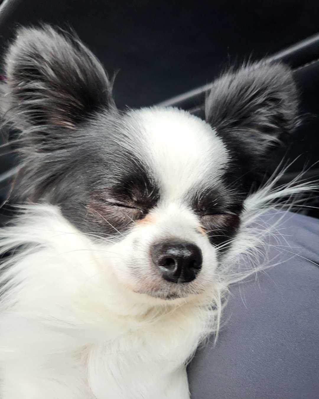 Danny the Long haired Chihuahua. Dog, Puppy, Cocker Spaniel, Papillon, Cat