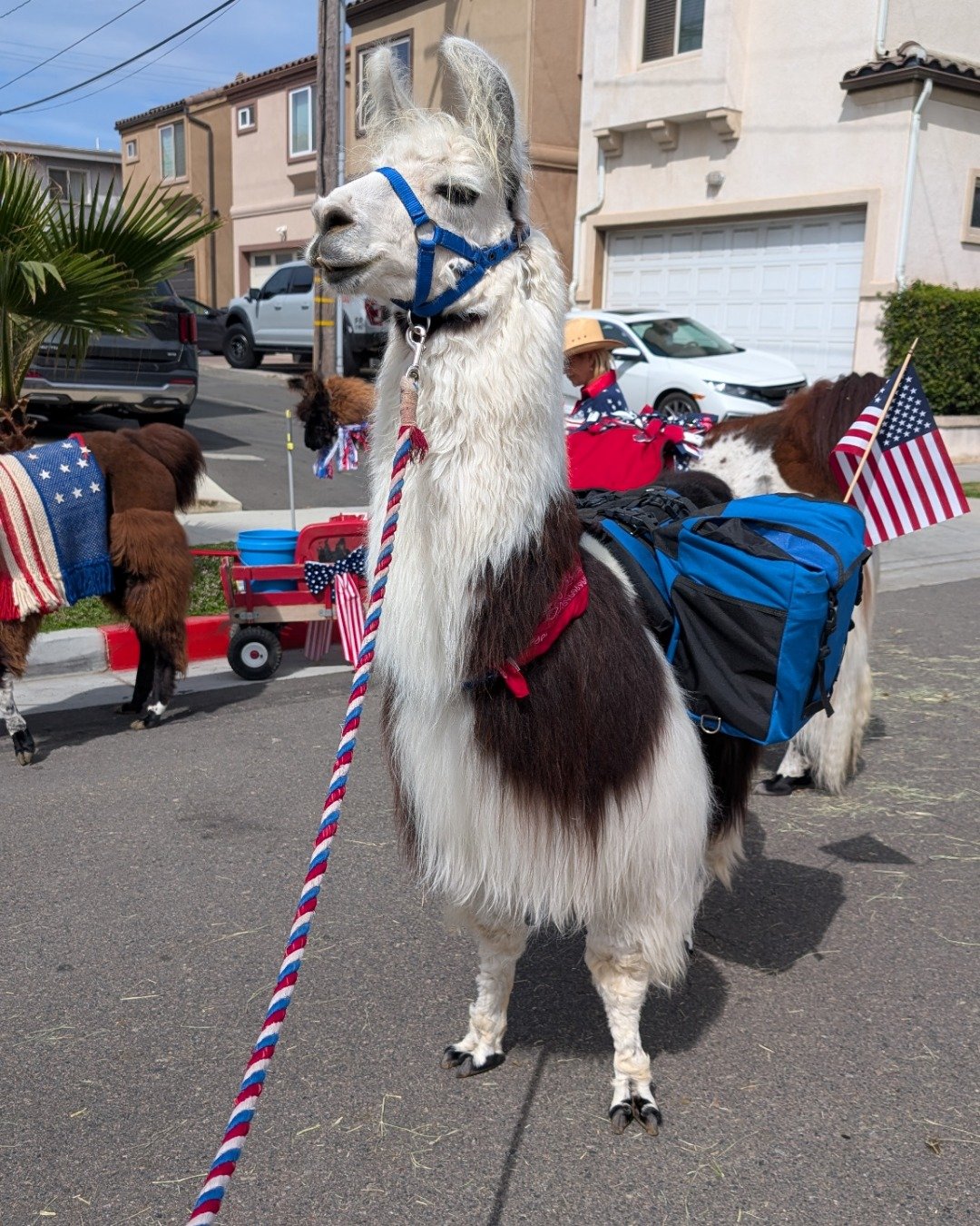 Stanley the Llama. Accessories, Strap, Car, Transportation, Vehicle, Person