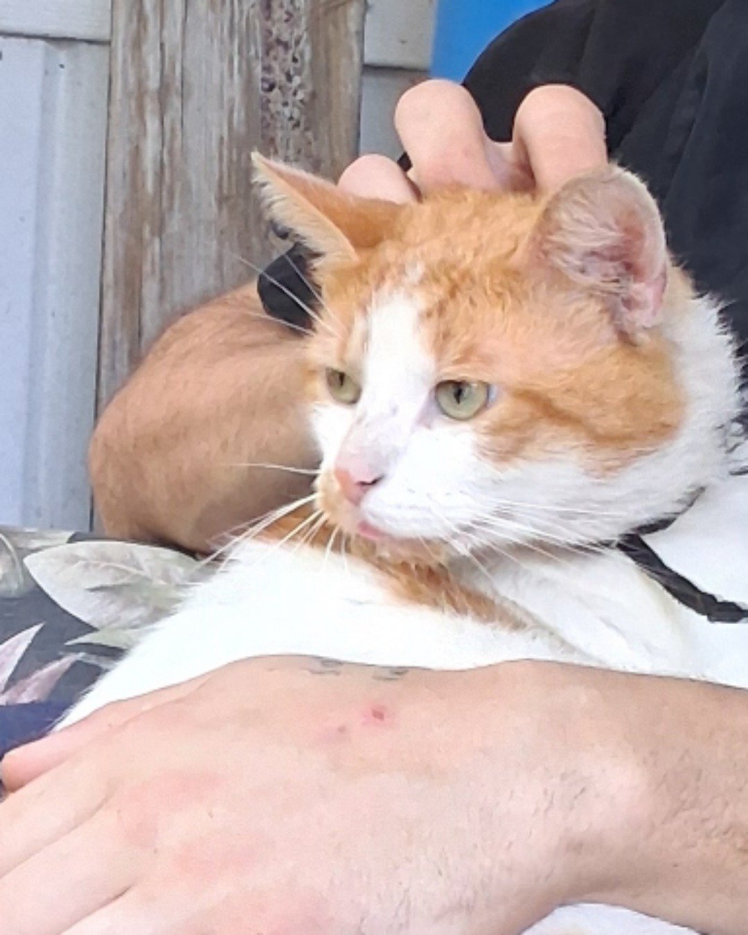 milo. Cat, Kitten, Body Part, Finger, Hand, Person