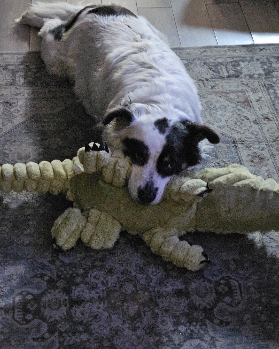 Grayson the Border Collie Shepherd Mix. Dog, Puppy, Floor, Ball, Sport, Tennis