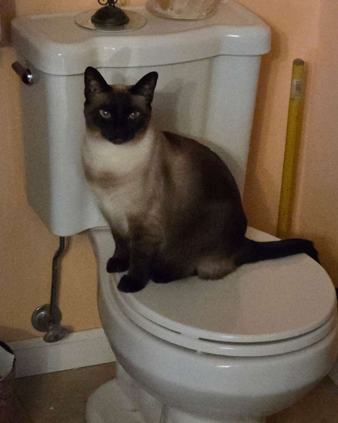 Luna🌙💫 (twin of Stella) the Siamese. Indoors, Cat, Bathroom, Room, Toilet
