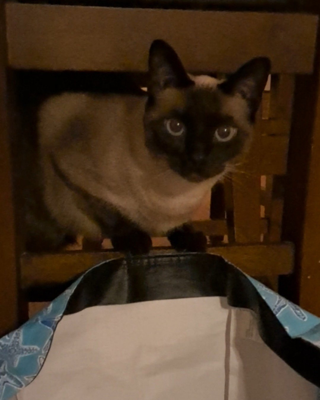 Luna🌙💫 (twin of Stella) the Siamese. Cat, Siamese
