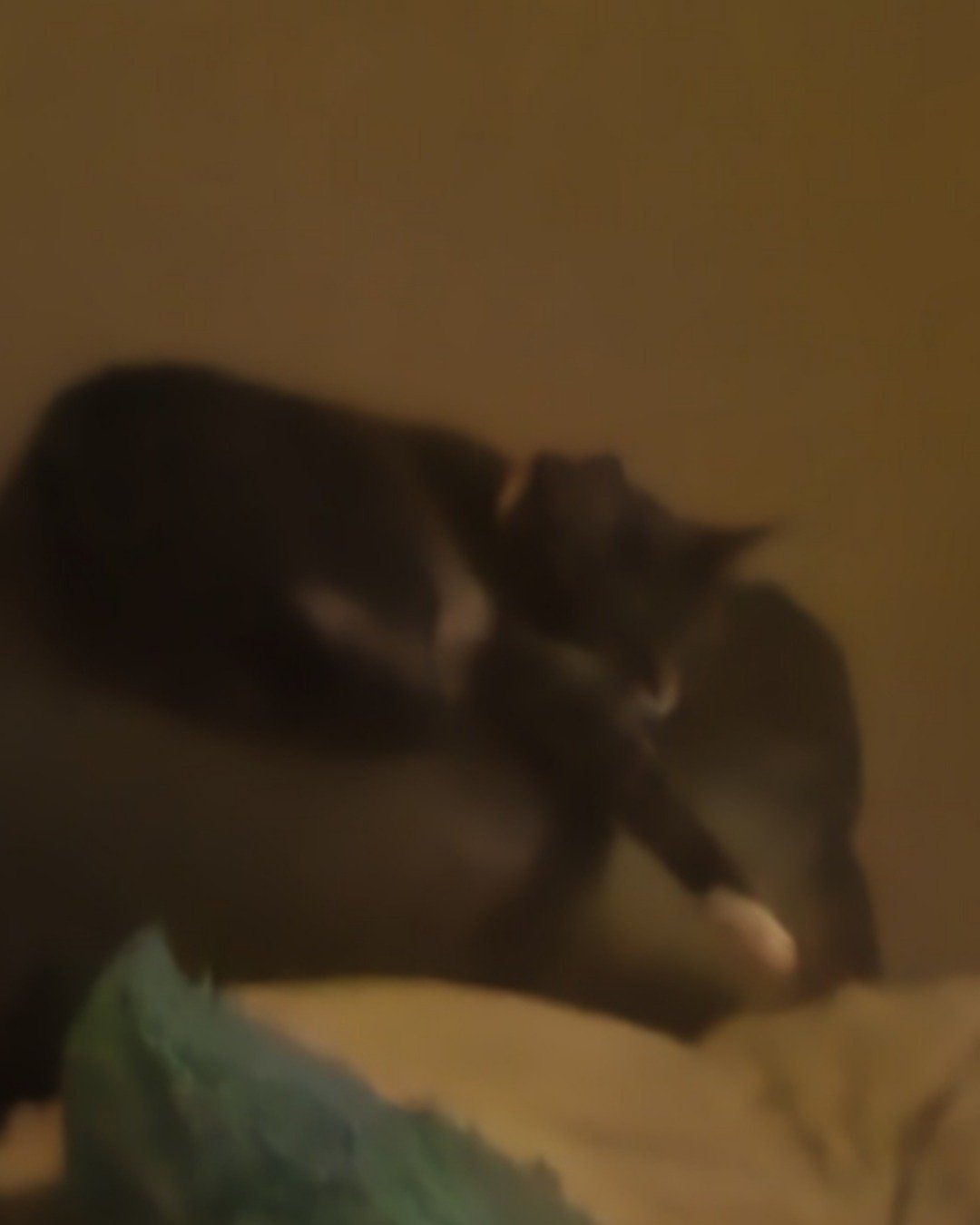 L the Tabby. Cat, Kitten