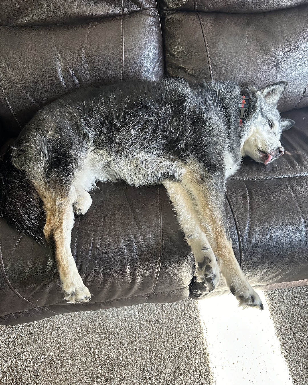 Loki the Husky Mix — Couch, Furniture, Dog, Husky